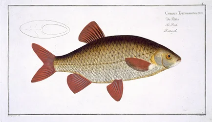 Rode karper (Cyprinus Erithrophthalmus) plaat I uit 